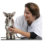 Top Three Factors in Choosing The Best Veterinarian