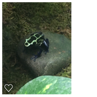 Best Dart Frogs Supplier in USA