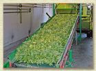 300,000 lbs Hemp Biomass For Sale 