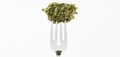 How To Decarboxylate Cannabis - Leaf Science