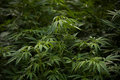 Mexico Set to Legalize Marijuana, Becoming World’s Largest Marke