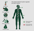 The Endocannabinoid System For Beginners