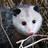 Possum Removal  Brisbane