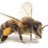 Morris Bee Removal  Brisbane