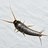 Silverfish Control Adelaide