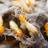 Adelaide Termite Control